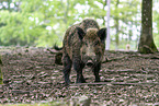 Wildschwein