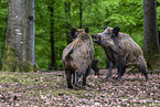 Wildschweine