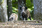 Wildschweine