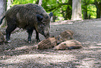 Wildschweine