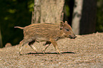 Wildschwein