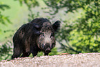 Wildschwein