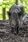 Wildschwein