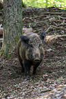 Wildschwein