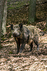 Wildschwein