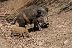 Wildschweine