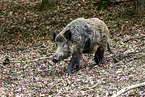 Wildschwein