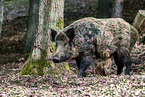 Wildschwein