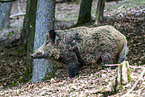 Wildschwein