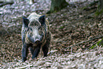 Wildschwein