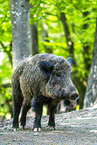 Wildschwein