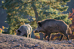 Wildschweine