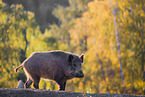 Wildschwein