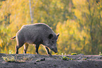 Wildschwein