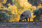 Wildschwein