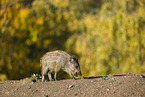 Wildschwein