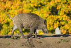 Wildschwein