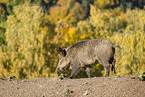 Wildschwein