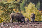 Wildschweine