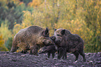 Wildschweine