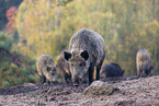 Wildschweine