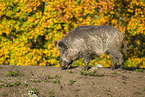 Wildschwein