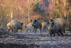 Wildschweine