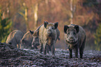 Wildschweine