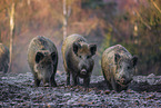 Wildschweine