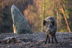 Wildschwein