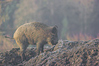 Wildschwein