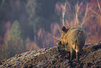 Wildschwein