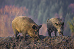 Wildschweine