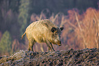 Wildschwein