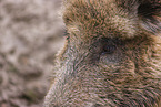 Wildschwein