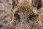 Wildschwein