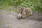 Wildschwein Frischling