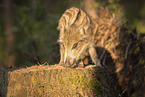 Wildschwein Frischling