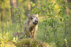 Wildschwein Frischling