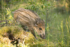 Wildschwein Frischling