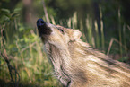 Wildschwein Frischling