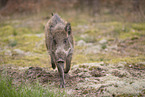 Wildschwein