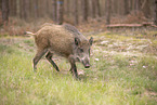 Wildschwein