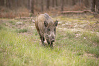 Wildschwein