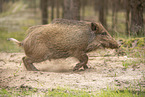 Wildschwein