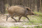 Wildschwein