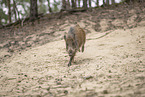 Wildschwein