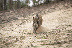 Wildschwein