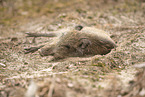Wildschwein