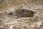 Wildschwein